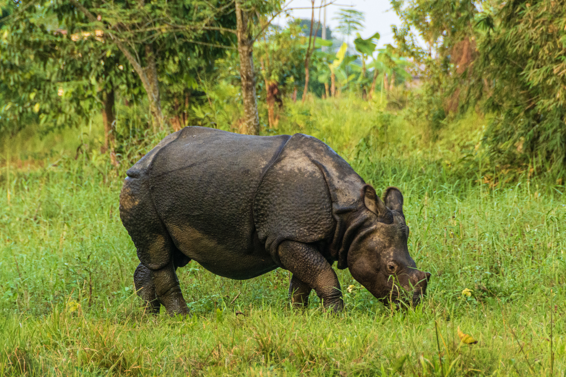 Chitwan Nashorn